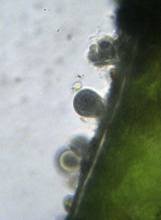 Microscopia salata